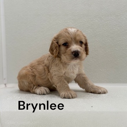 puppy, for, sale, Cocker Spaniel, Joe & Cherri  Overlease, dog, breeder, Miller, MO, dog-breeder, puppy-for-sale, forsale, nearby, find, puppyfind, locator, puppylocator, aca